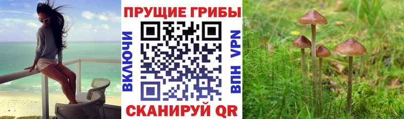 Галлюциногенные грибы ЛСД  Купить где  Кириши 